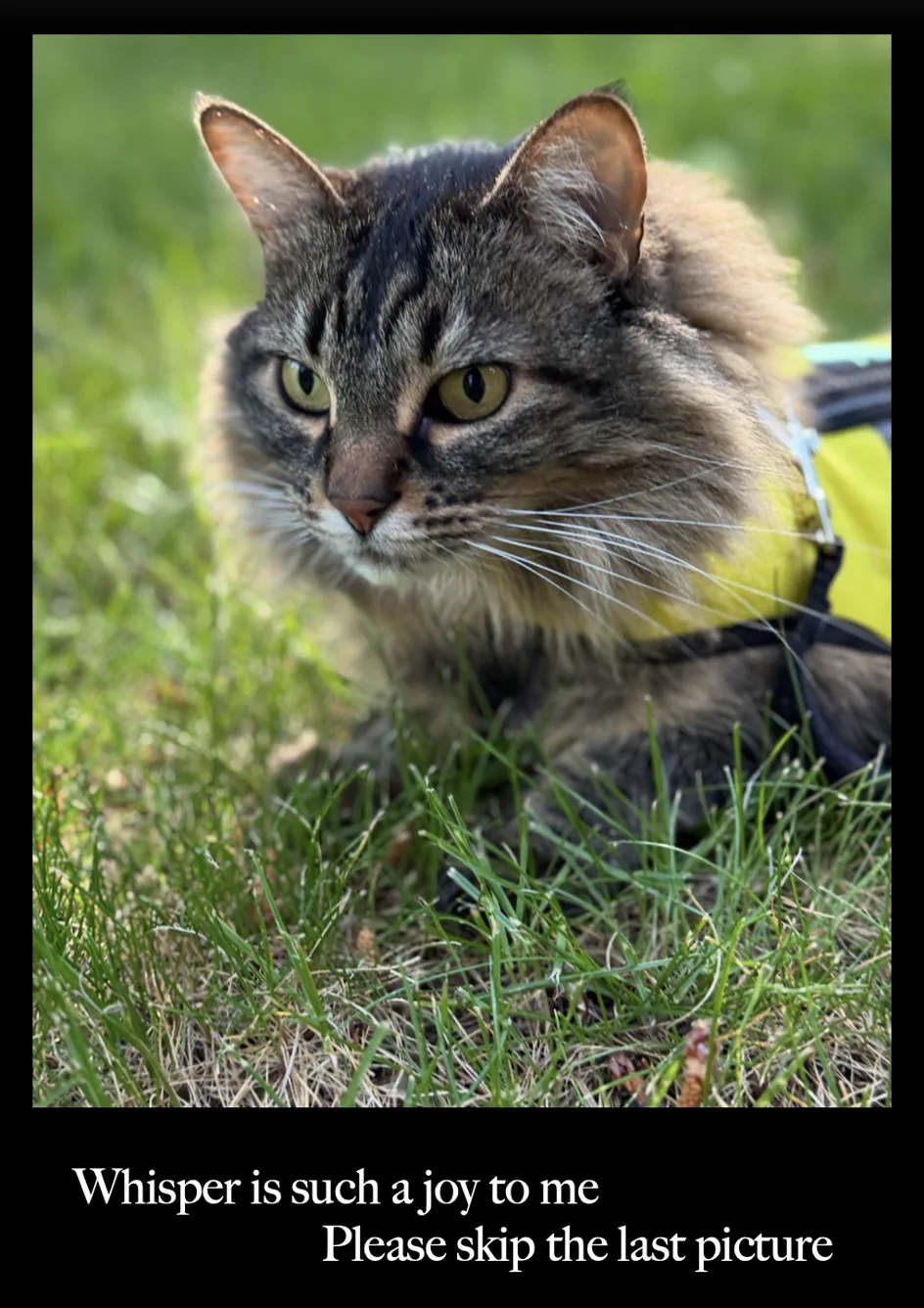 Whisper, a cat in the grass. Text: Whisper is such a joy to me. Please skip the last picture.